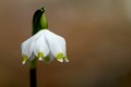  flore, nivéole de printemps, leucojum vernum, vallées vosgiennes, massif vosgien, haut-rhin, alsace 