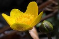  flore, populage des marais, caltha des des marais, caltha palustris, vallées vosgiennes, zones humides, massif vosgien, alsace 