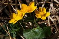  flore, populage des marais, caltha des des marais, caltha palustris, vallées vosgiennes, zones humides, massif vosgien, alsace 