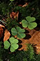  sous-bois, massif vosgien, vosges, alsace, lac de la lauch, flore, oxalis 