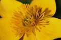  flore, populage des marais, caltha des des marais, caltha palustris, vallées vosgiennes, zones humides, massif vosgien, alsace 