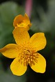  flore, populage des marais, caltha des des marais, caltha palustris, vallées vosgiennes, zones humides, massif vosgien, alsace 