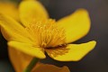  flore, populage des marais, caltha des des marais, caltha palustris, vallées vosgiennes, zones humides, massif vosgien, alsace 