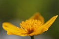  flore, populage des marais, caltha des marais, caltha palustris, vallées vosgiennes, zones humides, massif vosgien, alsace 