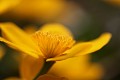  flore, populage des marais, caltha des marais, caltha palustris, vallées vosgiennes, zones humides, massif vosgien, alsace 