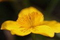  flore, populage des marais, caltha des marais, caltha palustris, vallées vosgiennes, zones humides, massif vosgien, alsace 