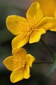  flore, populage des marais, caltha des marais, caltha palustris, vallées vosgiennes, zones humides, massif vosgien, alsace 