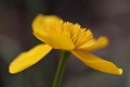  flore, populage des marais, caltha des marais, caltha palustris, vallées vosgiennes, zones humides, massif vosgien, alsace 