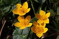  flore, populage des marais, caltha des marais, caltha palustris, vallées vosgiennes, zones humides, massif vosgien, alsace 