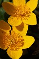  flore, populage des marais, caltha des marais, caltha palustris, vallées vosgiennes, zones humides, massif vosgien, alsace 