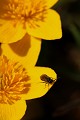  flore, populage des marais, caltha des des marais, caltha palustris, vallées vosgiennes, zones humides, massif vosgien, alsace 