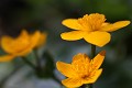  flore, populage des marais, caltha des des marais, caltha palustris, vallées vosgiennes, zones humides, massif vosgien, alsace 