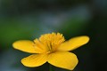  flore, populage des marais, caltha des des marais, caltha palustris, vallées vosgiennes, zones humides, massif vosgien, alsace 