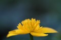  flore, populage des marais, caltha des des marais, caltha palustris, vallées vosgiennes, zones humides, massif vosgien, alsace 