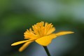  flore, populage des marais, caltha des des marais, caltha palustris, vallées vosgiennes, zones humides, massif vosgien, alsace 