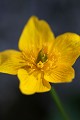  flore, populage des marais, caltha des des marais, caltha palustris, vallées vosgiennes, zones humides, massif vosgien, alsace 