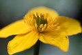  flore, populage des marais, caltha des des marais, caltha palustris, vallées vosgiennes, zones humides, massif vosgien, alsace 