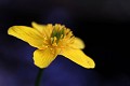 flore, populage des marais, caltha des des marais, caltha palustris, vallées vosgiennes, zones humides, massif vosgien, alsace 