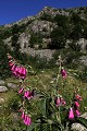  alsace, haut-rhin, vallée munster, cirque glaciaire, lac du forlet, paysage, digitale pourpre 