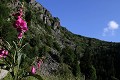  alsace, haut-rhin, vallée munster, cirque glaciaire, lac du forlet, paysage, digitale pourpre 