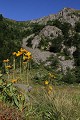  alsace, haut-rhin, vallée munster, cirque glaciaire, lac du forlet, paysage, arnica 