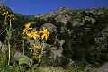  alsace, haut-rhin, vallée munster, cirque glaciaire, lac du forlet, paysage, arnica 