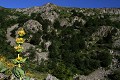  alsace, haut-rhin, vallée munster, cirque glaciaire, lac du forlet, paysage, arnica 