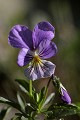  flore, fleurs, pensée de vosges, forlet, massif vosgien, vallée munster 