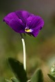  flore, fleurs, pensée de vosges, forlet, massif vosgien, vallée munster 