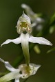  flore, orchidée, platanthère, platenthera, tourbière, massif vosgien, haut-rhin, alsace 