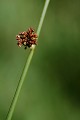  flore, jonc, massif vosgien, alsace, tourbière, cirque du forlet 