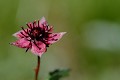  flore, potentille des marais, potentilla palustris, massif vosgien, haut-rhin, alsace 