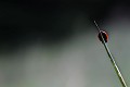  coccinelle 