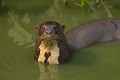  brésil 
 pantanal 