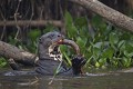  brésil 
 pantanal 