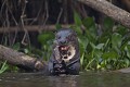  brésil 
 pantanal 
