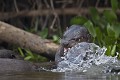  brésil 
 pantanal 
