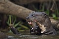  brésil 
 pantanal 