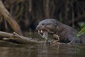  brésil 
 pantanal 