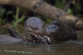  brésil 
 pantanal 