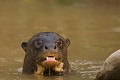  brésil 
 pantanal 