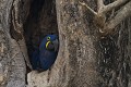  ara hyacinthe 
 brésil 
 pantanal 