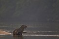  brésil 
 capybara 
 pantanal 