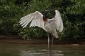  brésil 
 jabiru 
 pantanal 