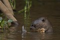  brésil 
 loutre géante 
 pantanal 