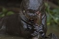  brésil 
 loutre géante 
 pantanal 