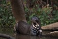 loutre géante 