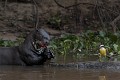 brésil 
 loutre géante 
 pantanal 