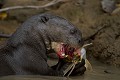  brésil 
 loutre géante 
 pantanal 