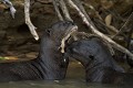  brésil 
 loutre géante 
 pantanal 